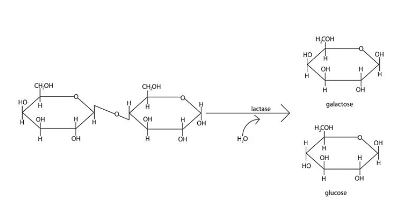 Галактоза фермент. Лактоза и лактаза. Карта лактоза и лактаза. Оксоформа лактозы. Лактаза разложение.
