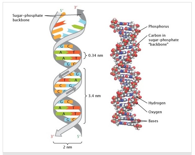 NUCLEIC ACID-ISC CHEMISTRY PROJECT - All About Chemistry