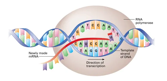 NUCLEIC ACID-ISC CHEMISTRY PROJECT - All About Chemistry